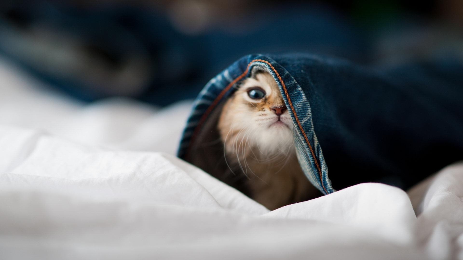 战魂不灭,伊布关键战从不手软,铁血罗马强压澳大利亚